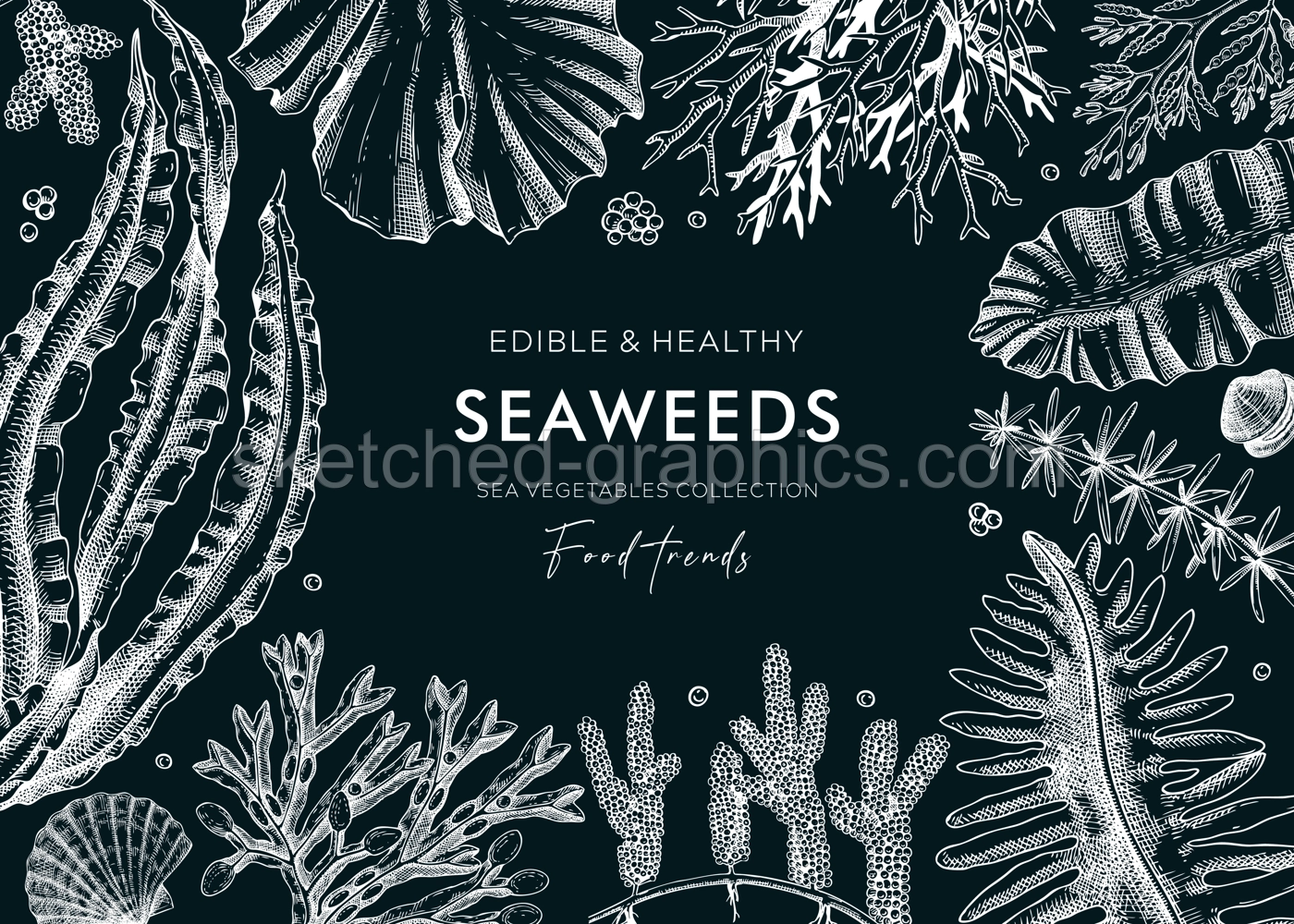 Hand-drawn edible seaweed  background on chalkboard. Sea vegetables sketches. Vector frame with kelp, wakame, kombu, hijki  illustration. Healthy food ingredients banner for Japanese cuisine menu. Illustration
